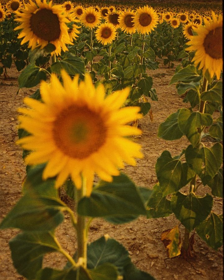 🎞️🎞️🎞️
1. Foto de girasol 
2. Foto GirasoleS
3. Foto Frontón y sillas
en analógico, tan clásicas... 