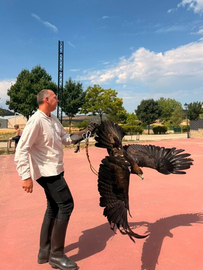 Exhibición de cetrería 🪶🦅